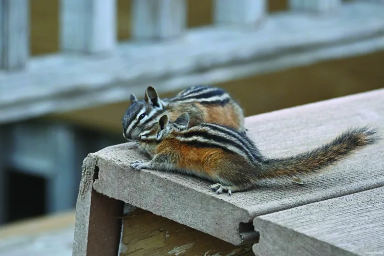 Chipmunks square off in dinner squabble